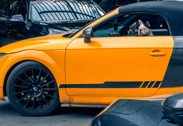 A dog sitting in a yellow car